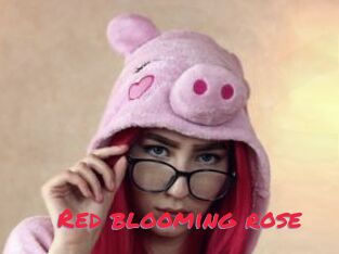 Red_blooming_rose